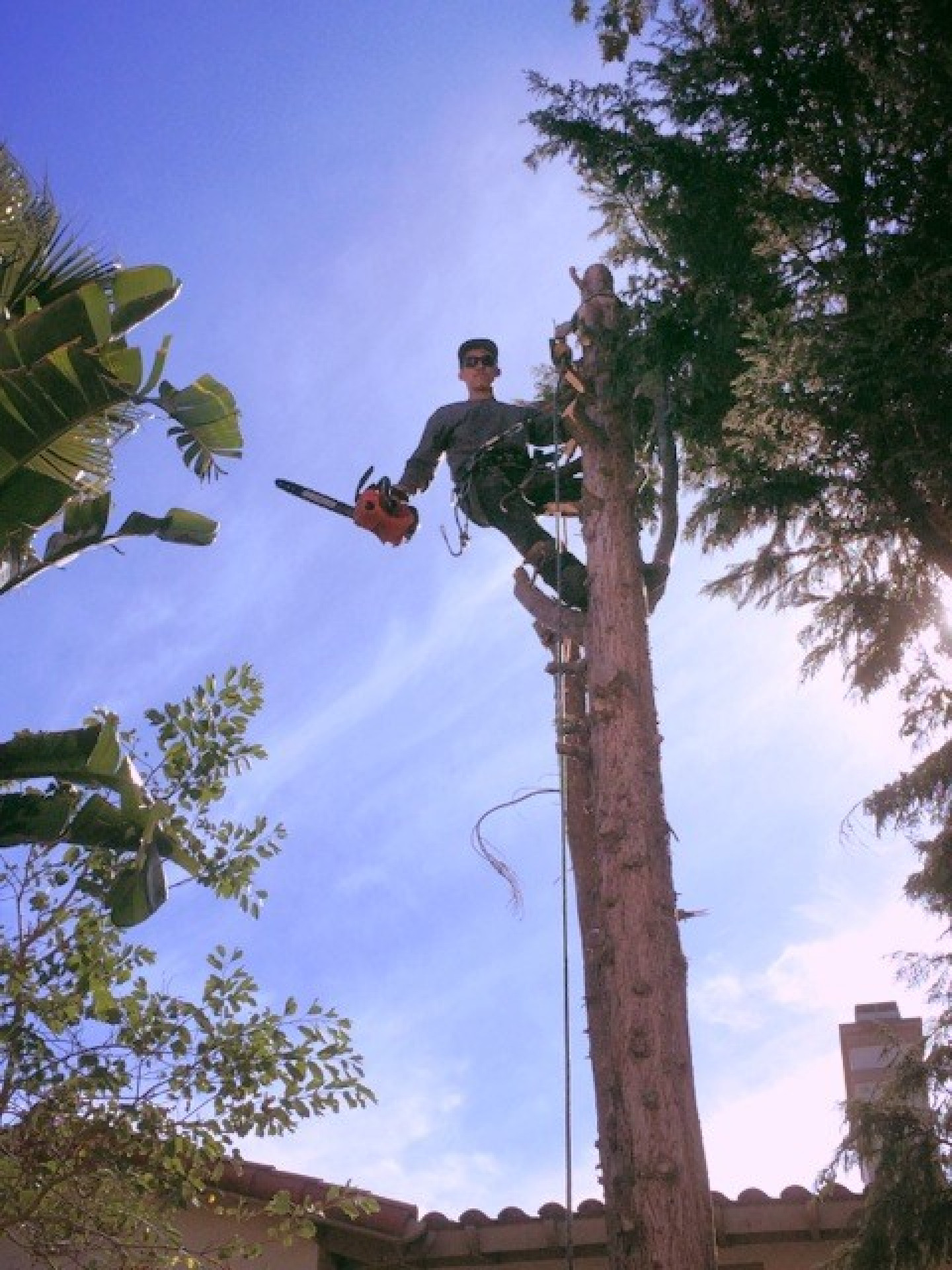 About Bonsall, CA Luis Tree Service